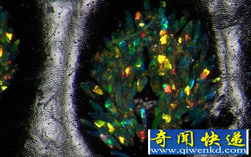 闪闪发光的“钻石象鼻虫”翅膀 像披着一件镶满宝石的大衣