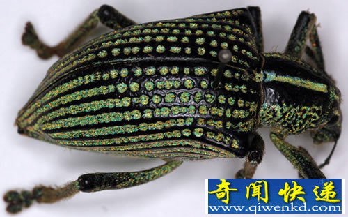 闪闪发光的“钻石象鼻虫”翅膀 像披着一件镶满宝石的大衣