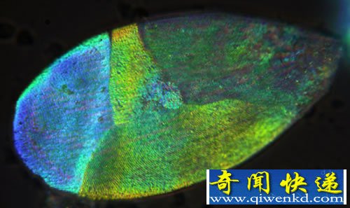 闪闪发光的“钻石象鼻虫”翅膀 像披着一件镶满宝石的大衣