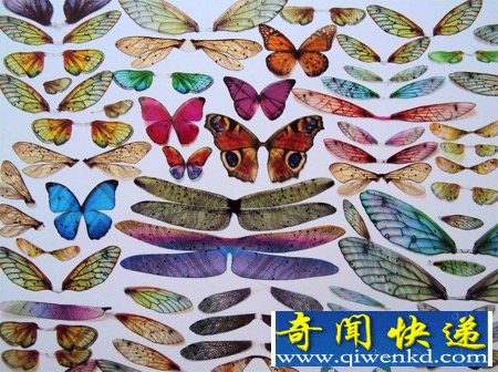 漂亮的“电子昆虫”
