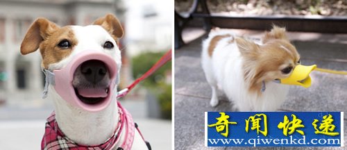 独特的宠物狗口套保证安全 让狗狗变身“鸭嘴兽”