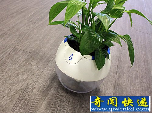Plant Pod 自我浇水的花盆 可持续自我给水约两个多星期