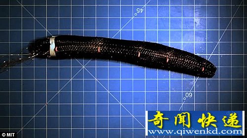 超级间谍 砸不烂的蠕虫机器人