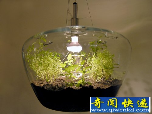 一个拥有双重功能的吊灯 种个花草 点个灯
