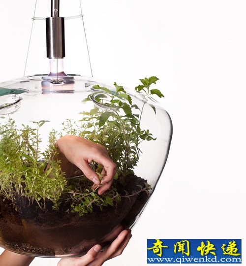 一个拥有双重功能的吊灯 种个花草 点个灯