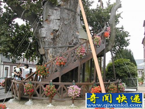 橡树里的教堂 法国最古老的树