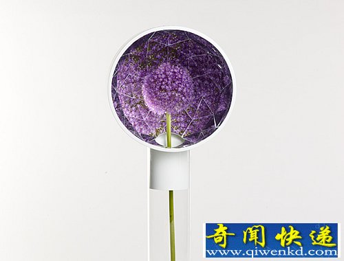 Narciso 花瓶中的镜子