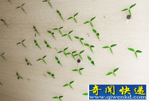 Leaf “发芽”的钉子