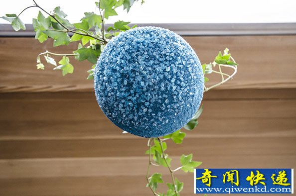 植物与花盆融为一体  用静态的容器承载鲜活物体