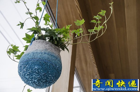 植物与花盆融为一体  用静态的容器承载鲜活物体