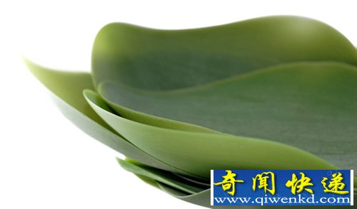 片片树叶 seasons托盘 相当艺术