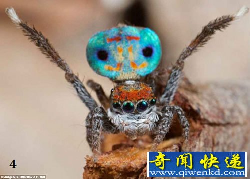 仅有5毫米 美丽的小家伙“孔雀蜘蛛”彷佛孔雀开屏一般