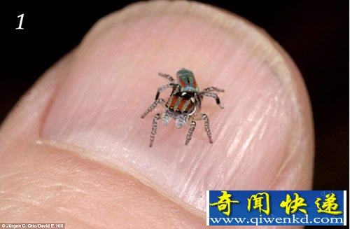 仅有5毫米 美丽的小家伙“孔雀蜘蛛”彷佛孔雀开屏一般