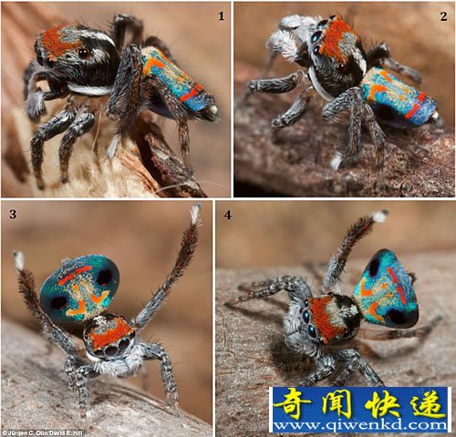 仅有5毫米 美丽的小家伙“孔雀蜘蛛”彷佛孔雀开屏一般