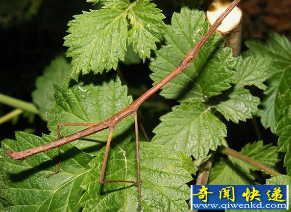 动物界的“隐身大师”隐身技术无法让你分辨