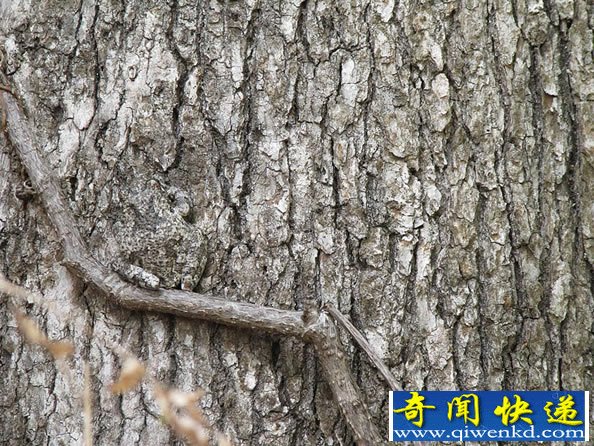 动物界的“隐身大师”隐身技术无法让你分辨