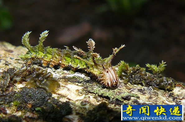 动物界的“隐身大师”隐身技术无法让你分辨