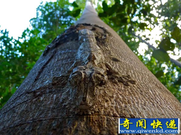 动物界的“隐身大师”隐身技术无法让你分辨