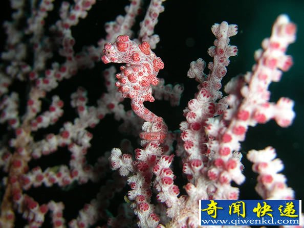 动物界的“隐身大师”隐身技术无法让你分辨