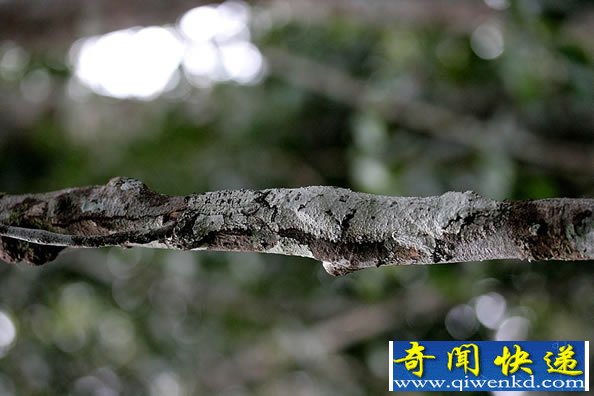动物界的“隐身大师”隐身技术无法让你分辨