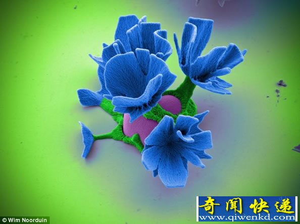 实验室里美丽的花朵 实际上是微小晶体培养的“微观之花”