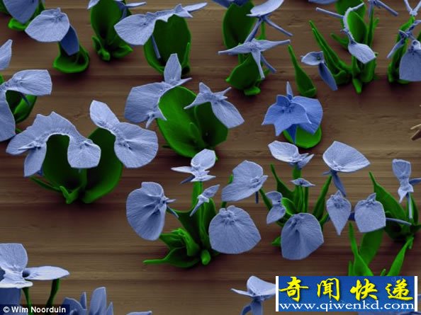 实验室里美丽的花朵 实际上是微小晶体培养的“微观之花”