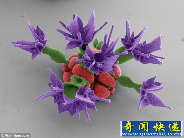 实验室里美丽的花朵 实际上是微小晶体培养的“微观之花”