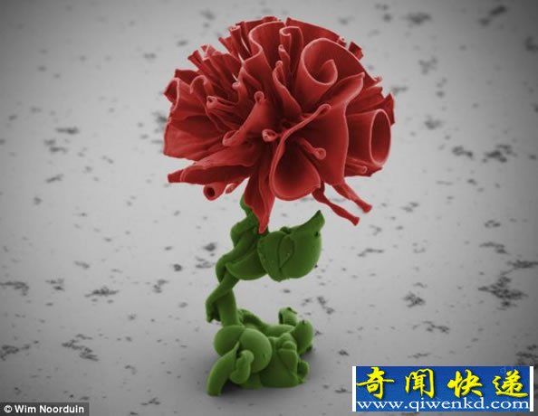 实验室里美丽的花朵 实际上是微小晶体培养的“微观之花”
