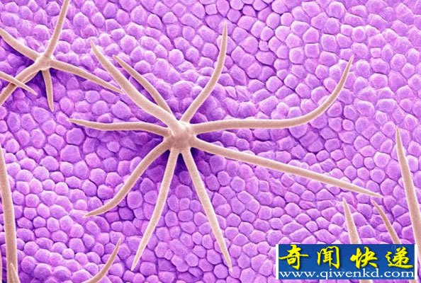 扫描电子显微镜下的花花世界