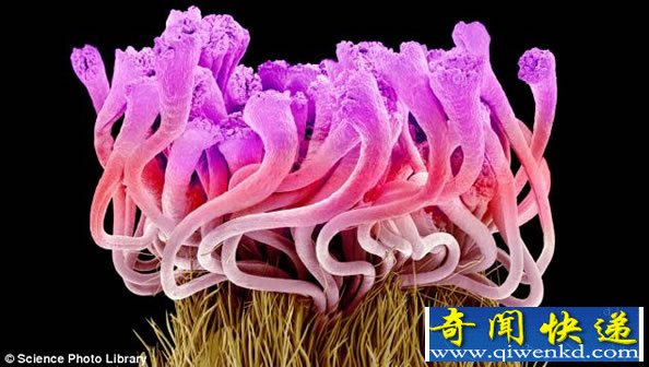 扫描电子显微镜下的花花世界