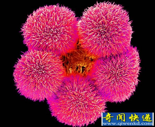 扫描电子显微镜下的花花世界