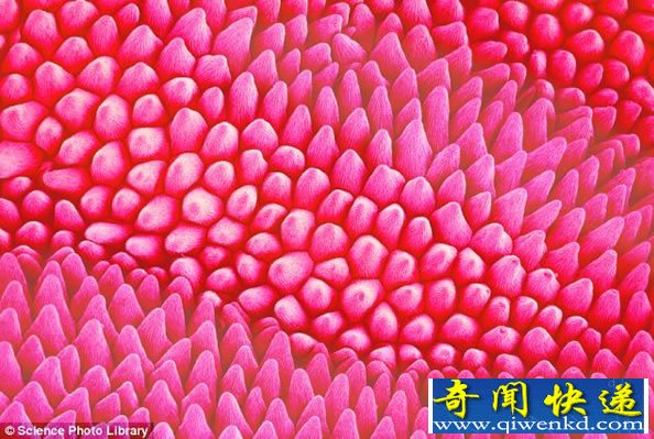 扫描电子显微镜下的花花世界