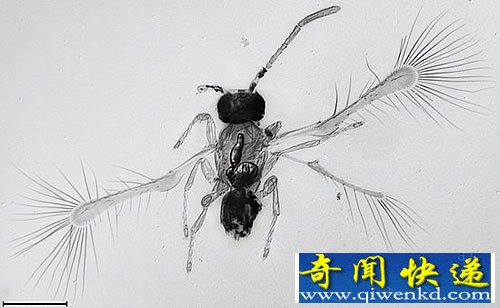 科学家发现一柄翅卵蜂物种 体长只有0.25毫米