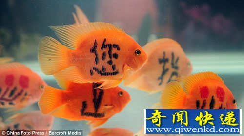 纹身的金鱼 鱼身上生成字要经过半年时间