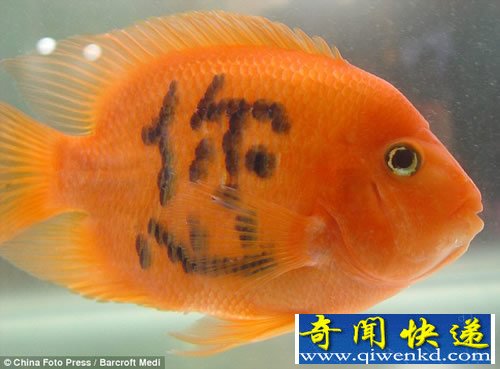 纹身的金鱼 鱼身上生成字要经过半年时间