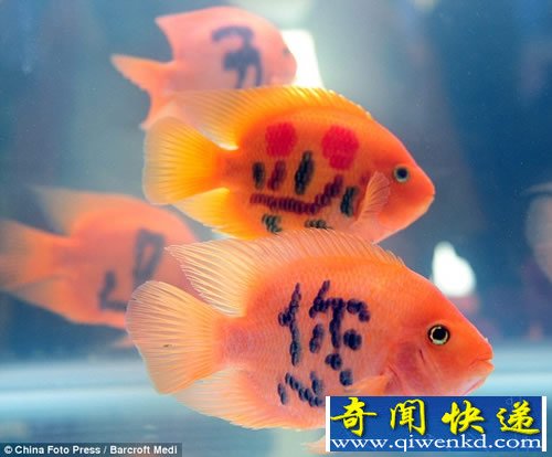 纹身的金鱼 鱼身上生成字要经过半年时间