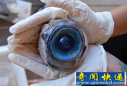 海滩散步发现 巨大神秘的蓝色眼球