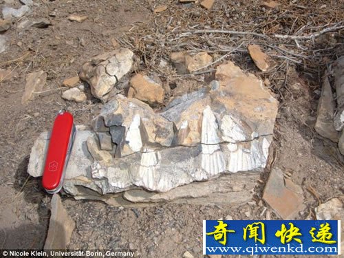 史前海洋中的“顶级掠食者” 需要吞食数吨重的食物