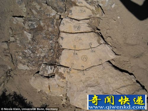 史前海洋中的“顶级掠食者” 需要吞食数吨重的食物