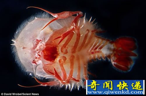 奇特的海洋生物 生活在几乎完全黑暗的世界