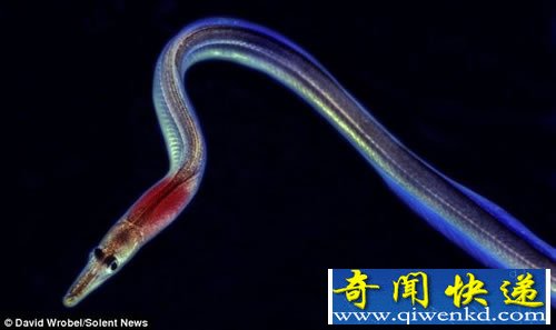 奇特的海洋生物 生活在几乎完全黑暗的世界