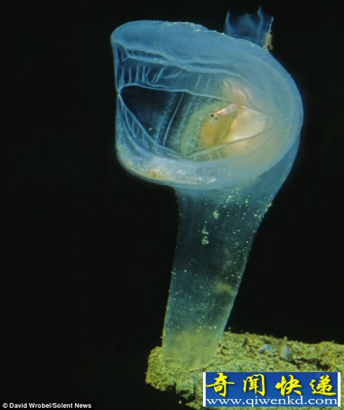 奇特的海洋生物 生活在几乎完全黑暗的世界