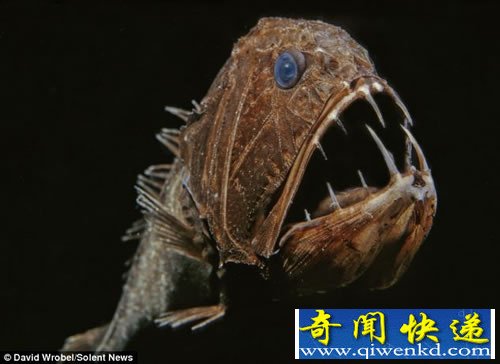 奇特的海洋生物 生活在几乎完全黑暗的世界