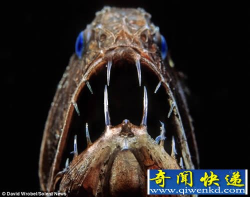 奇特的海洋生物 生活在几乎完全黑暗的世界