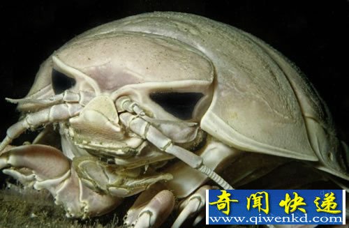 奇特的海洋生物 生活在几乎完全黑暗的世界