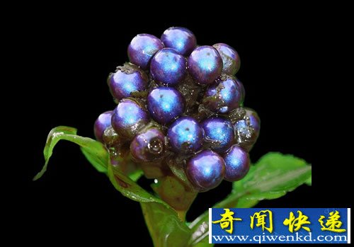Pollia condensata 有史以来最引人注目的植物