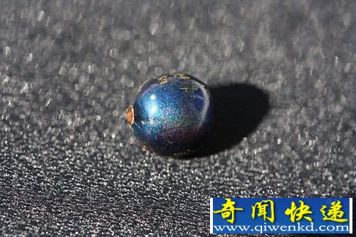 Pollia condensata 有史以来最引人注目的植物