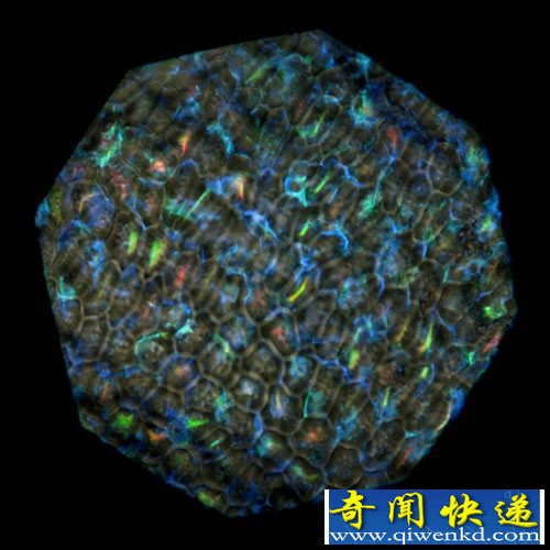 Pollia condensata 有史以来最引人注目的植物