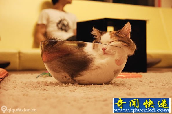 喵星人与玻璃器皿小集 各种“萌”