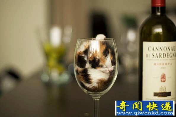 喵星人与玻璃器皿小集 各种“萌”